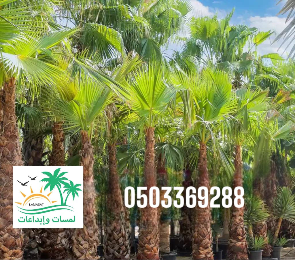 🌴. توريد وتركيب نخيل أمريكي