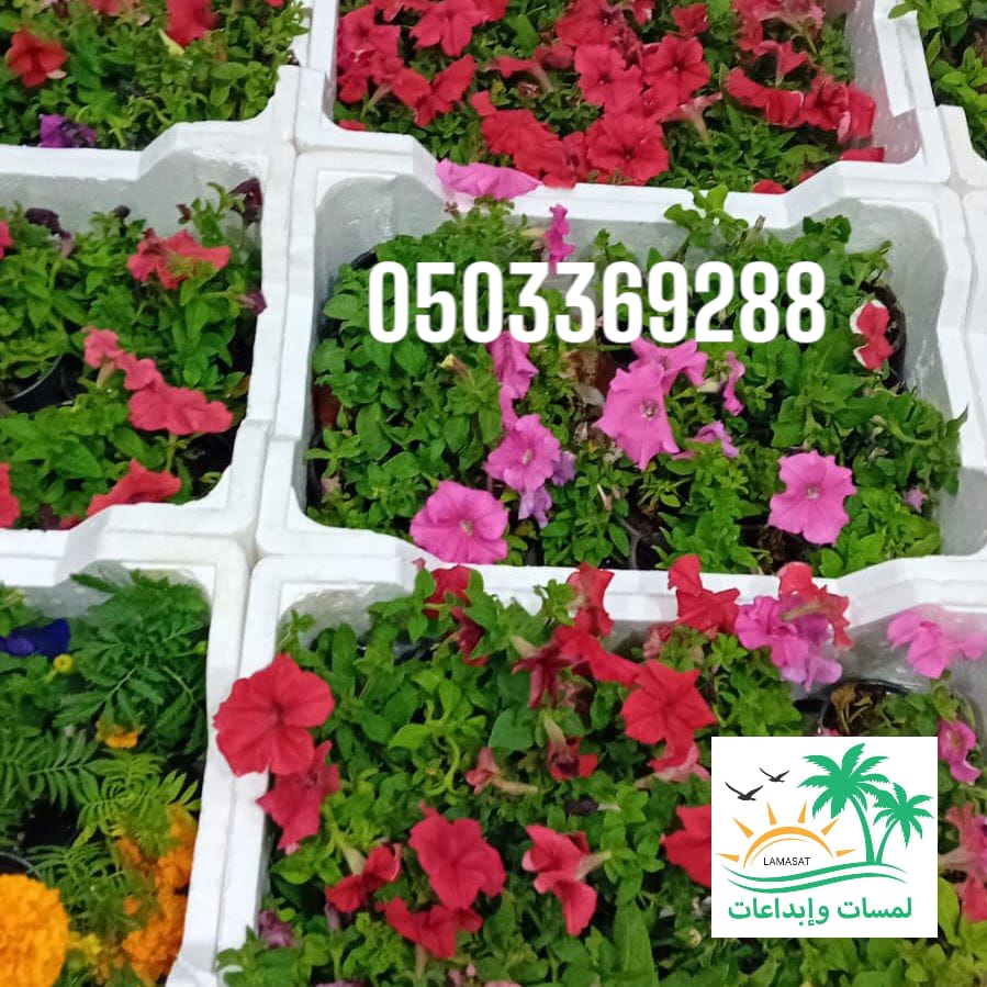 🌹. توريد وزراعة جميع انواع الزهور