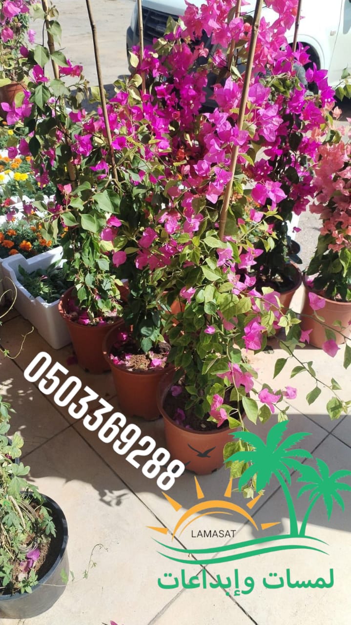 صورة من أعمالنا